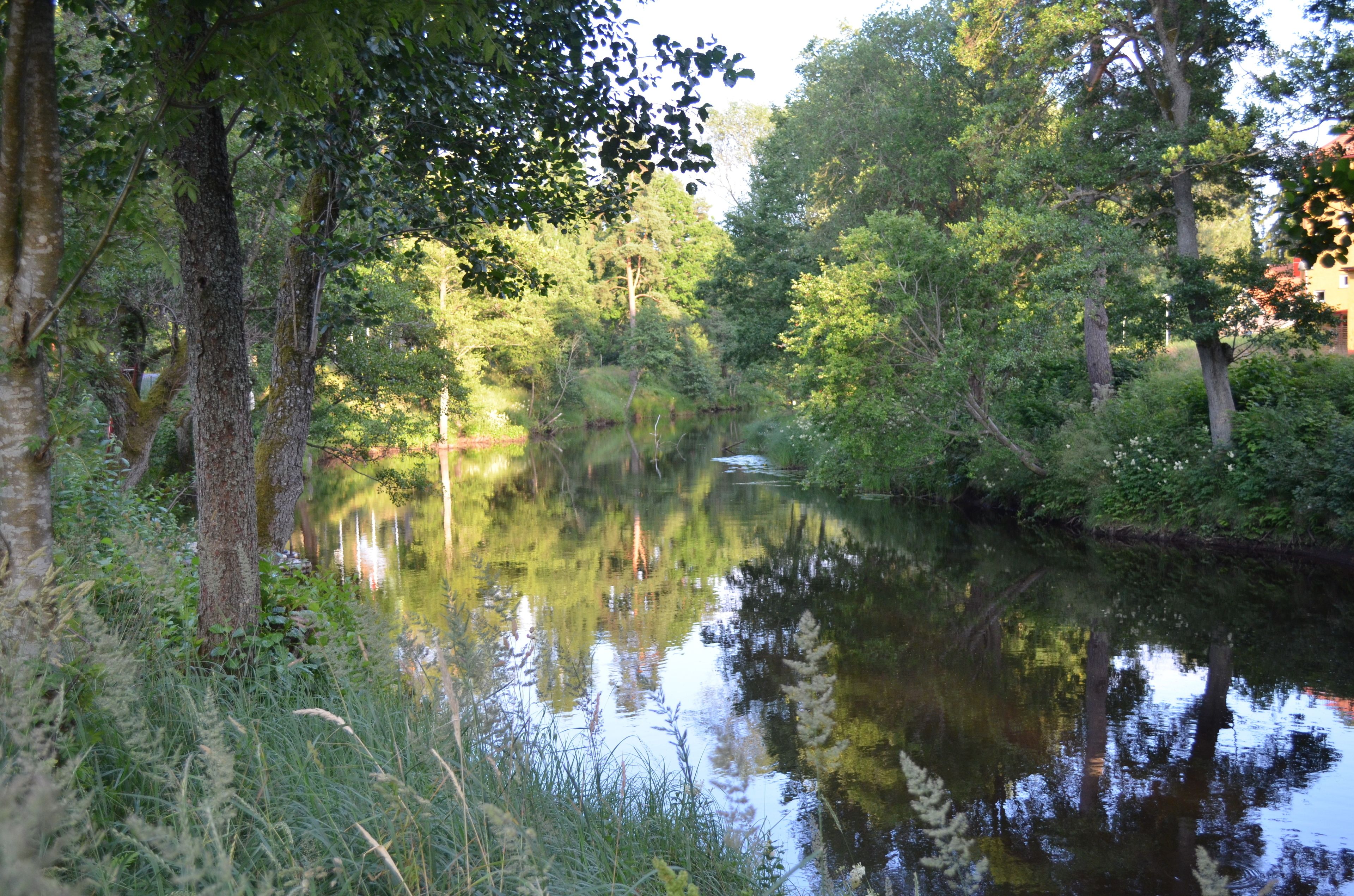 Un río tranquilo rodeado de abundante vegetación y árboles.