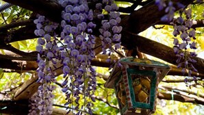A wisteria vine hanging from a tree branch with a lantern hanging below it. - Il Roseto (Ravello)