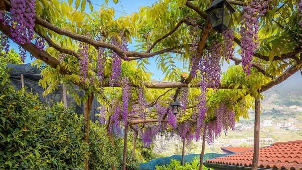 A garden pathway with hanging purple flowers and a view of buildings in the background. - Il Roseto (Ravello)