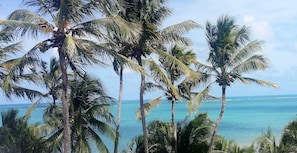 A view of a beach with palm trees and the ocean.
