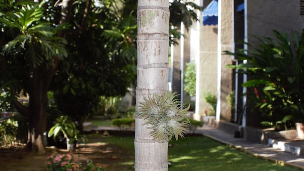 Una palmera con un topiario decorativo en un jardín ajardinado.