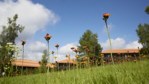 A grassy field with tall flowers and trees in the background. - Berghotel Sankt Andreasberg (Braunlage)