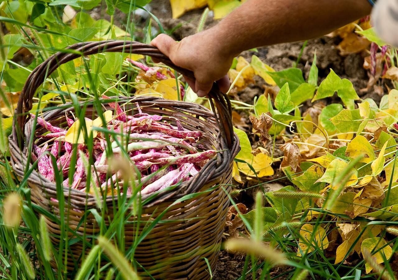 Una cesta de mimbre llena de plantas y hojas secas.