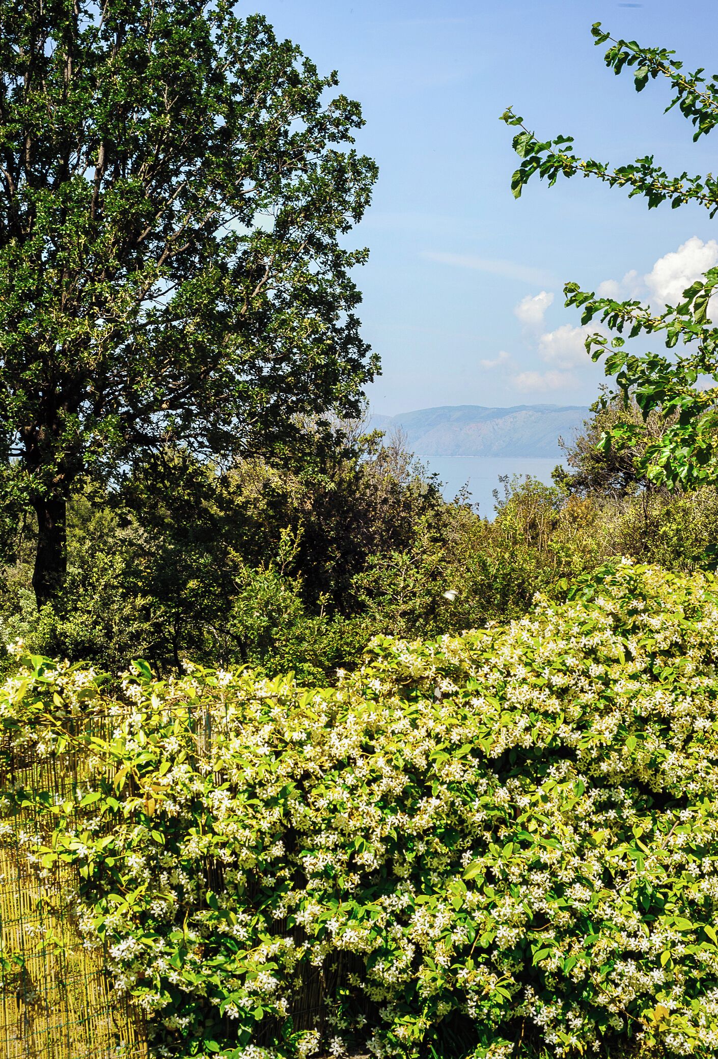 Paisatge natural amb vegetació densa i vista de muntanyes llunyanes.