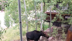 A moose in a landscaped garden with trees and shrubs. - Jeremy House (Park City)