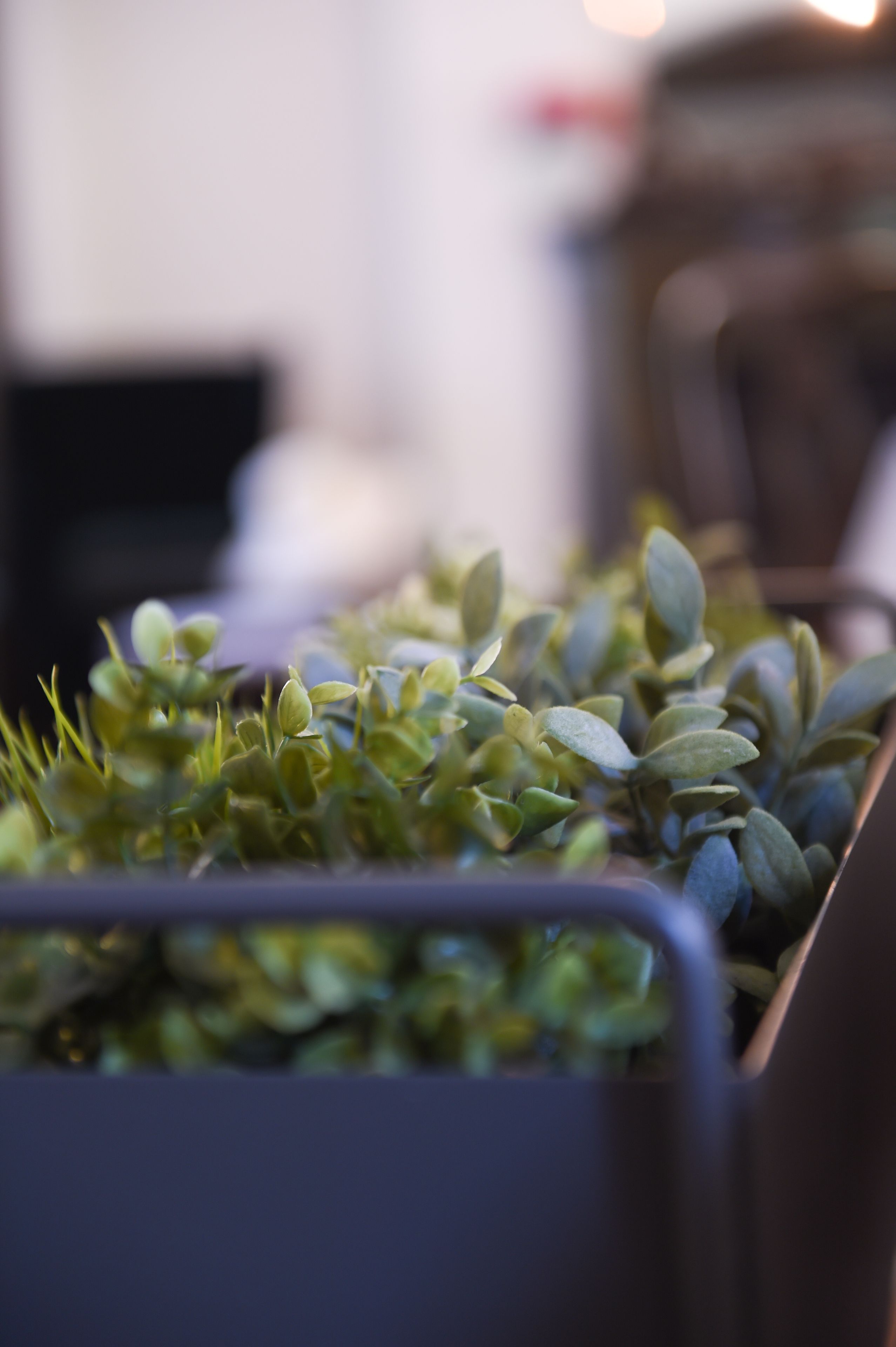A close-up of a plant arrangement in a metal planter.