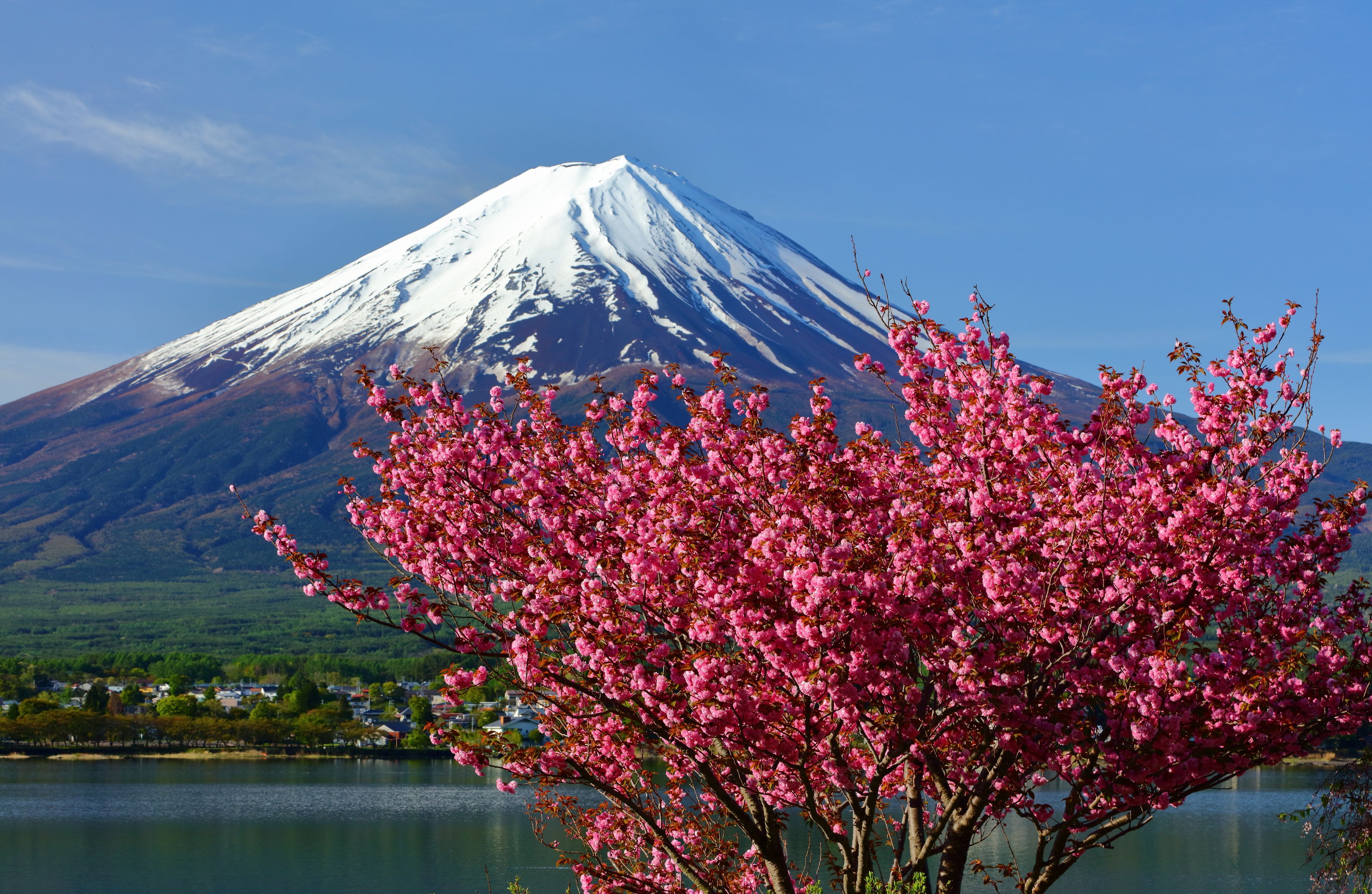 A snow-capped mountain with a lake and a tree with pink blossoms in the foreground.