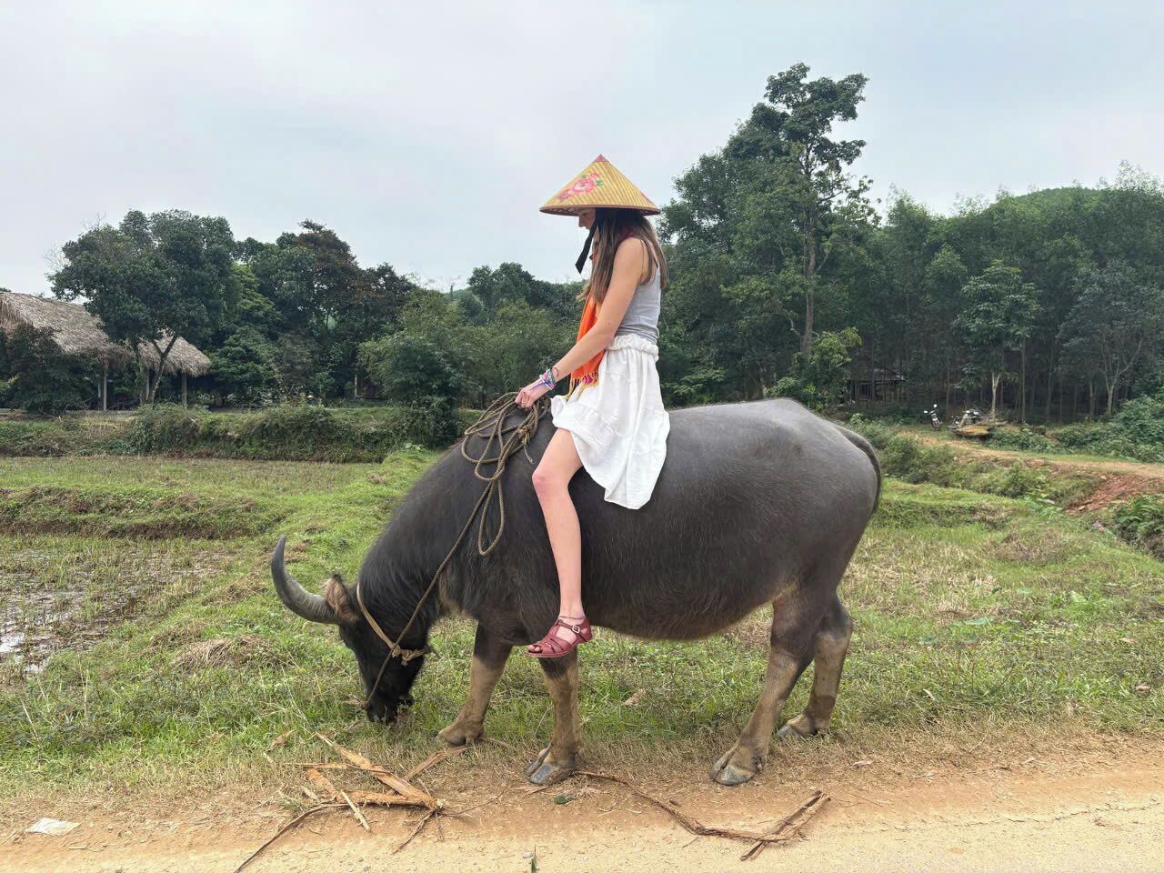 A person riding a bull in a rural setting with greenery and a thatched-roof structure in the background.