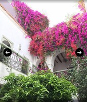 Un patio con paredes blancas, arcos y buganvillas rosas colgantes.