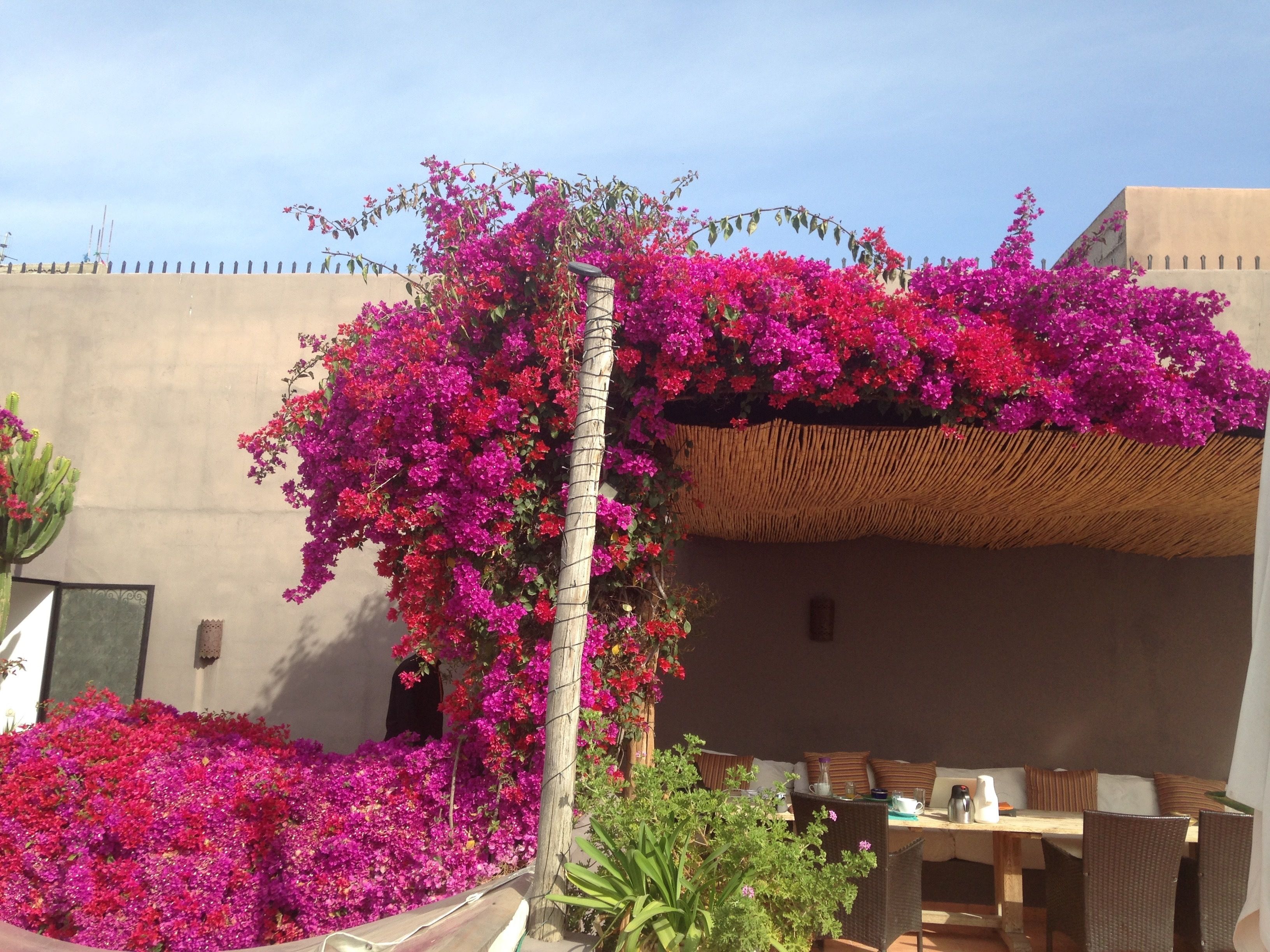Un patio con vibrantes flores de buganvilla, techo de paja y mobiliario exterior.