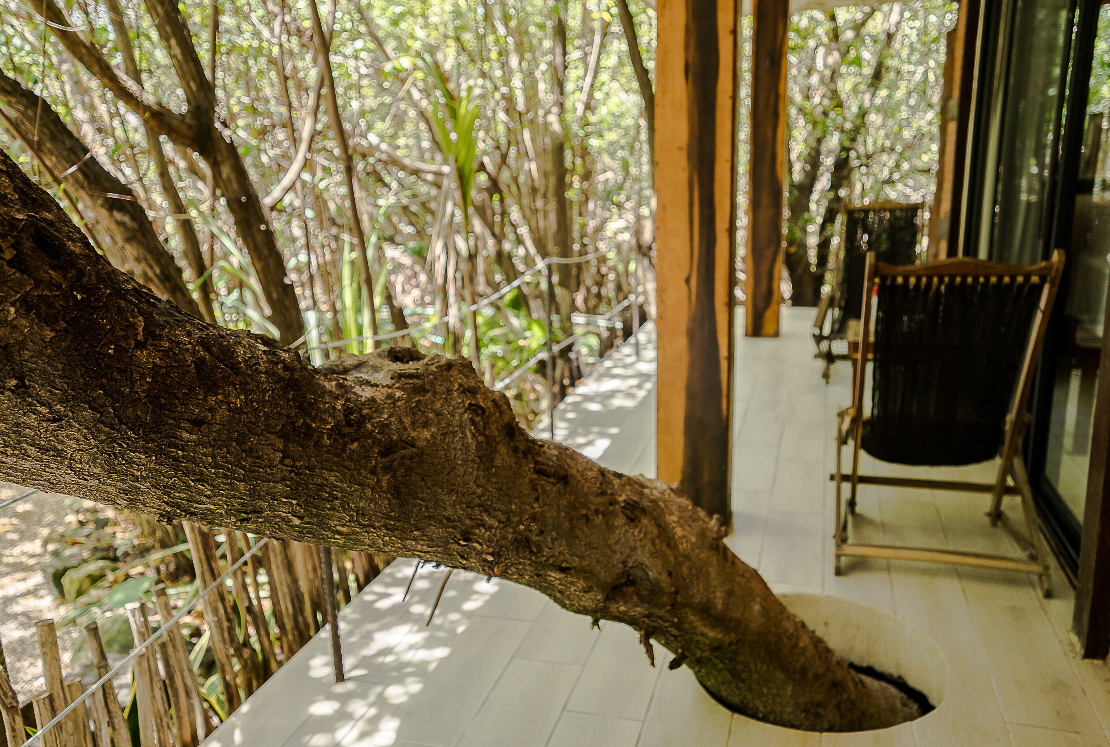 A tree branch extending into a room with a chair and a glass door.