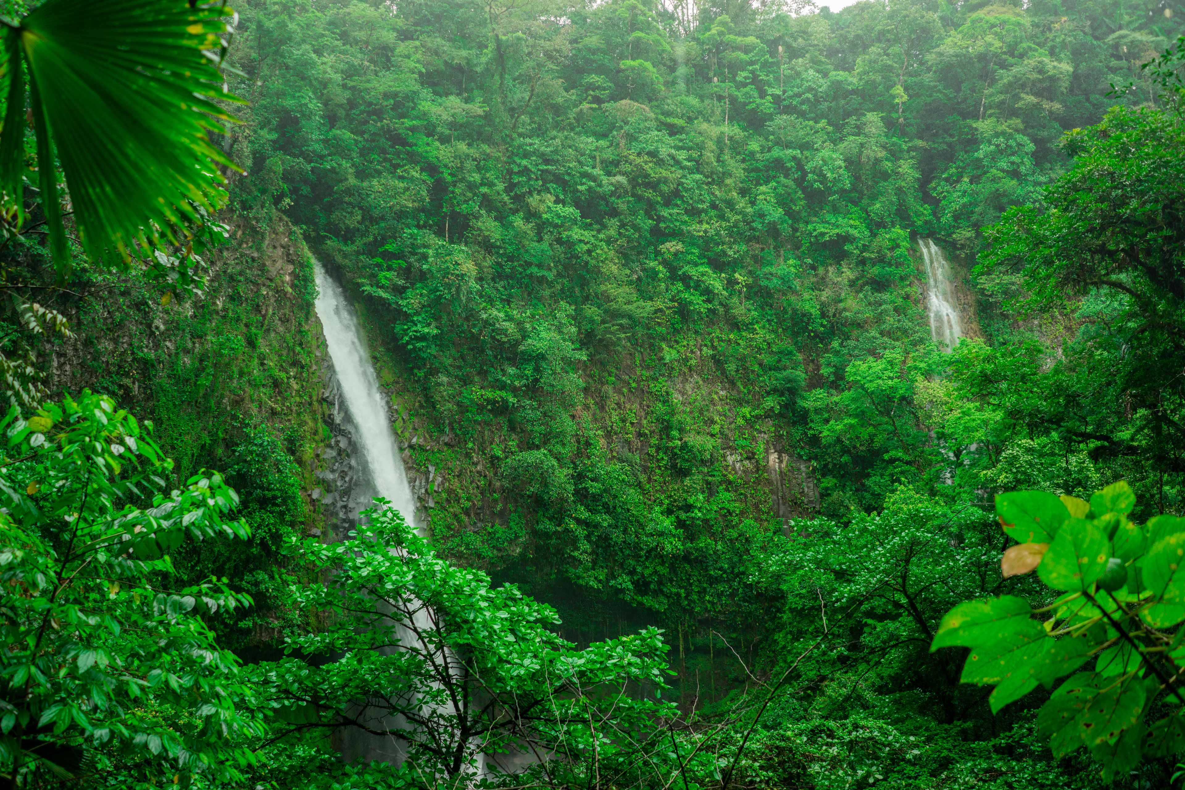 A lush, green forest with a waterfall.