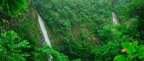 A lush, green forest with a waterfall.