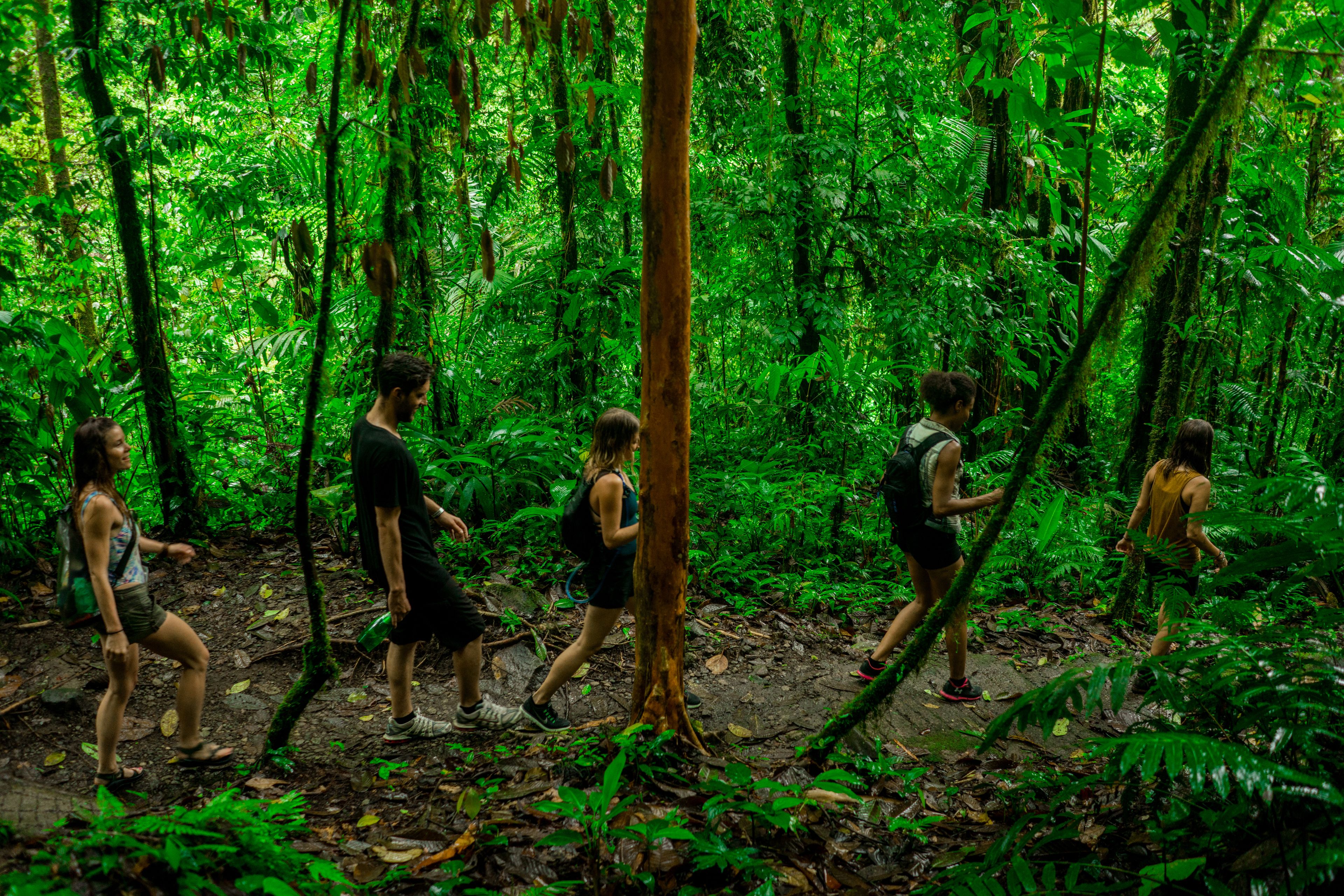 Eine Gruppe von Menschen geht durch einen dichten Wald.