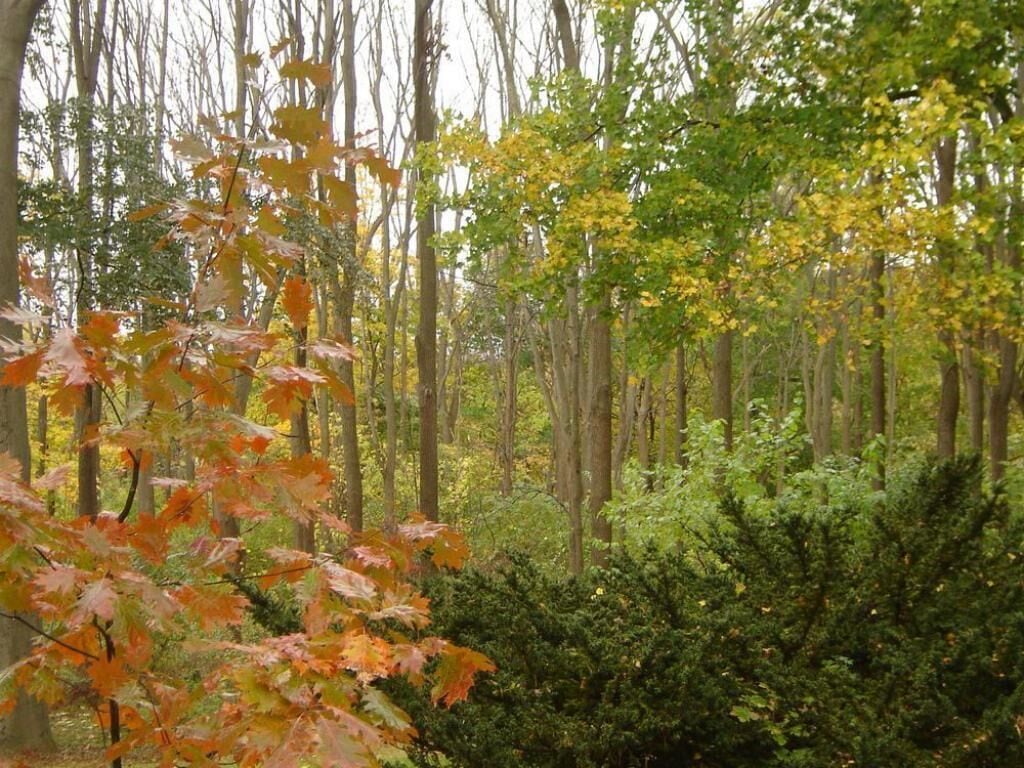 Un bosque con árboles altos y maleza densa.