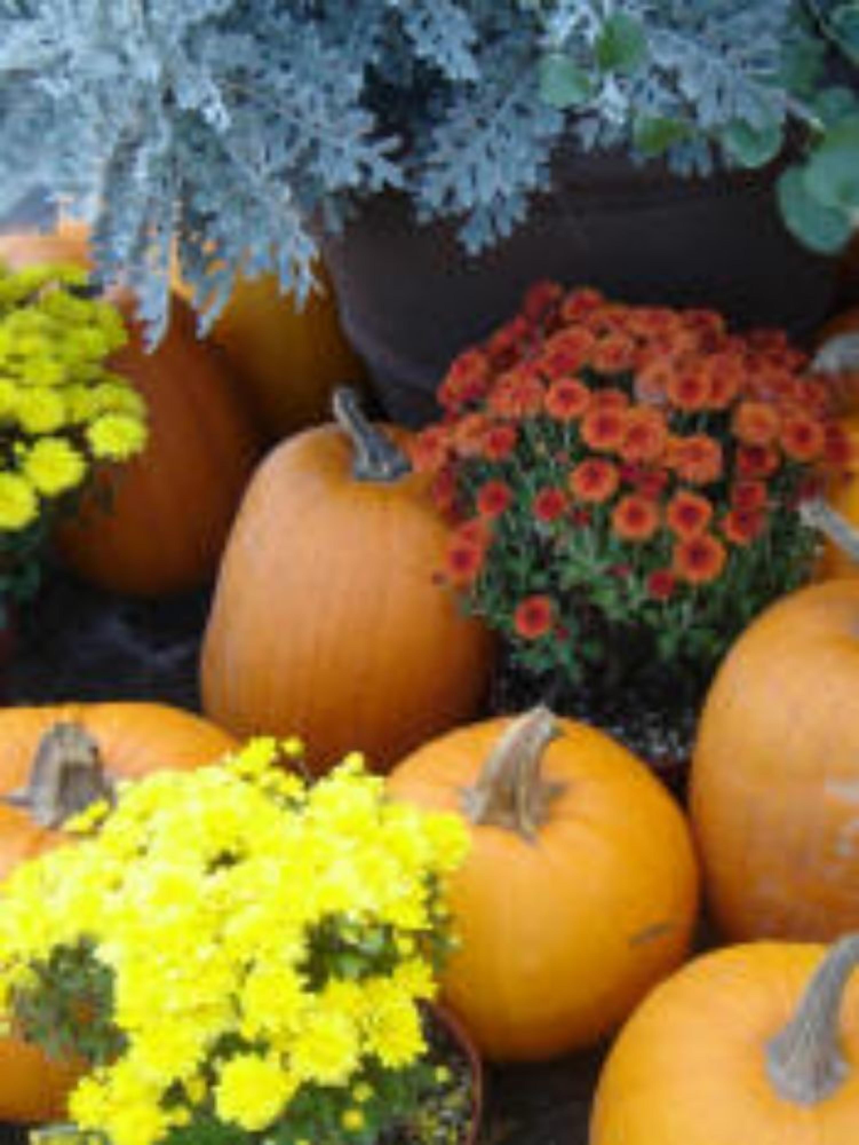 A variety of pumpkins and flowers, including yellow chrysanthemums and red flowers, arranged together.