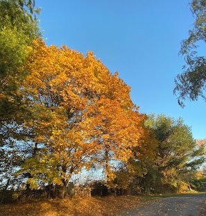 A tree-lined road with autumn foliage.