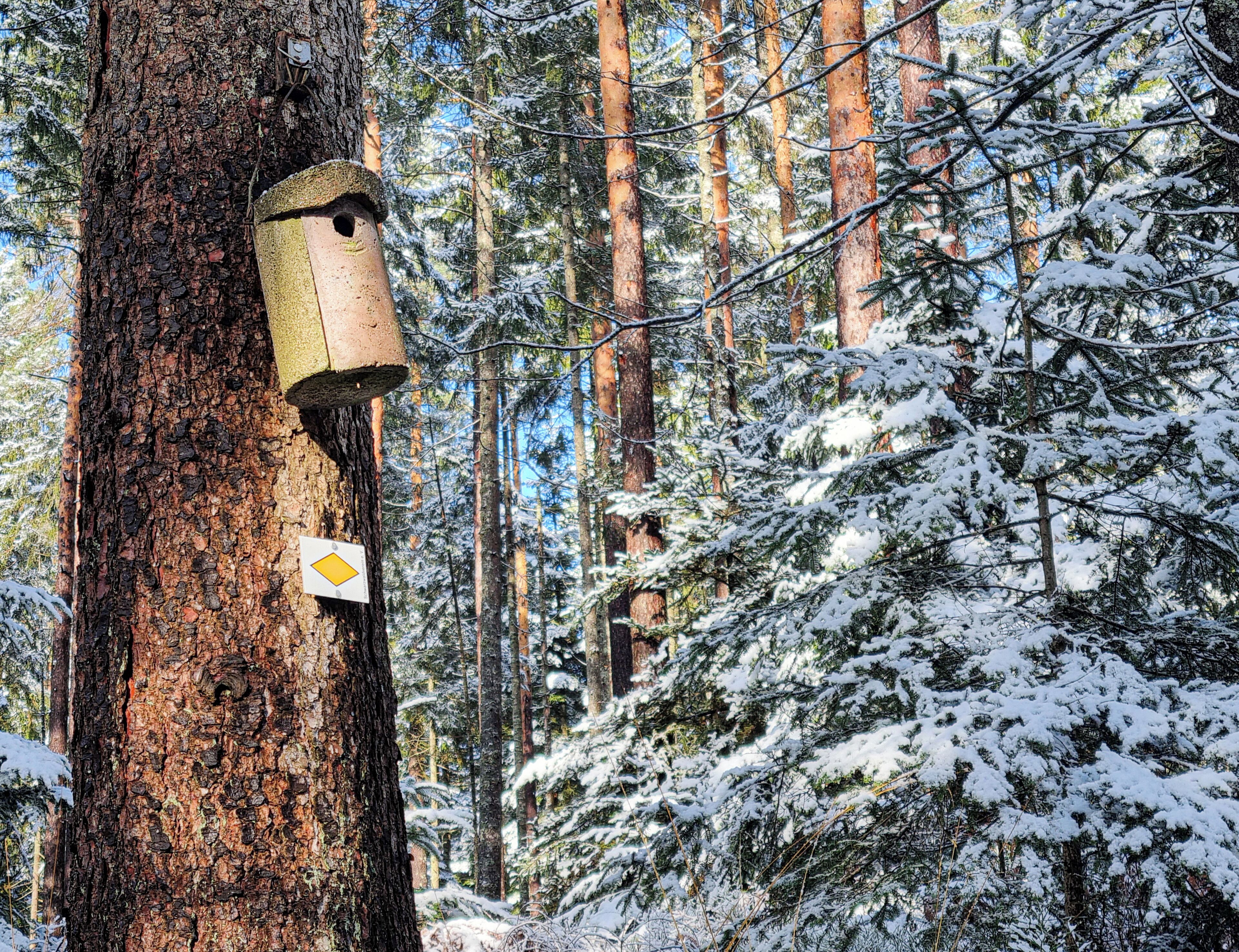 Ein Wald mit einem Baum, an dem ein Vogelhaus befestigt ist.