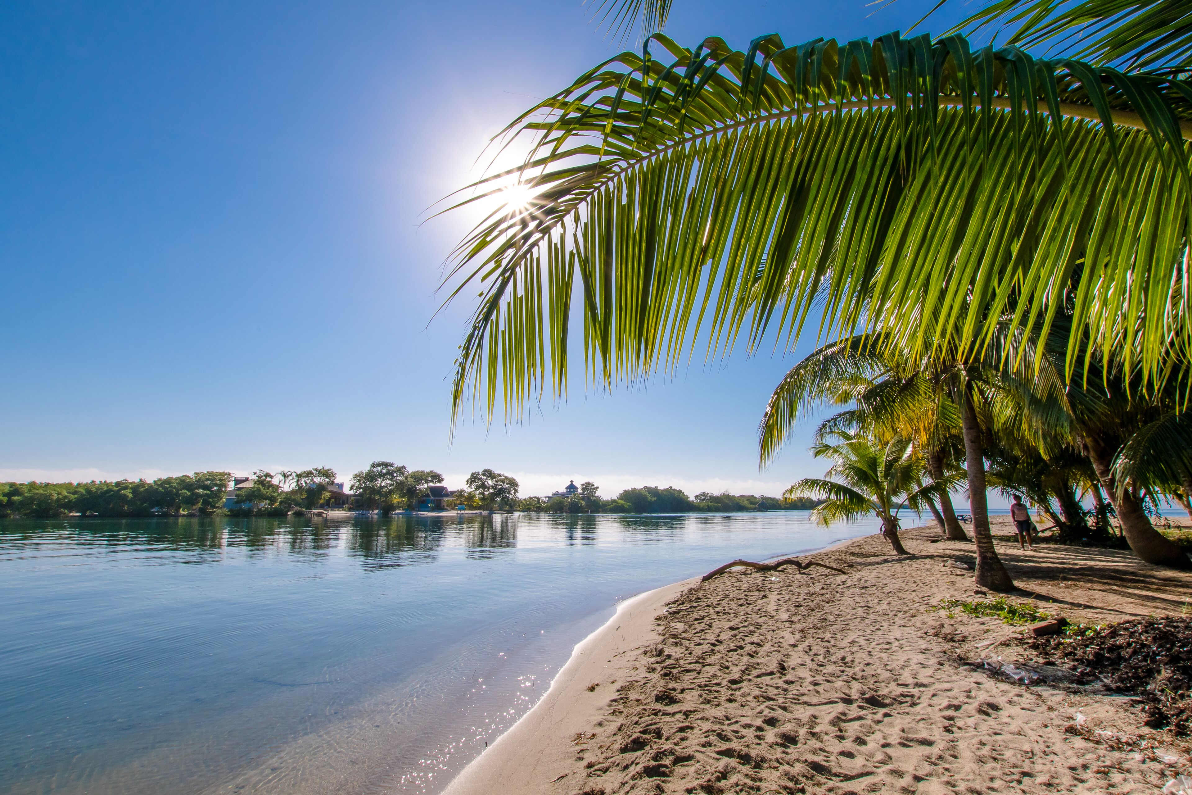 A beach with palm trees and calm water.