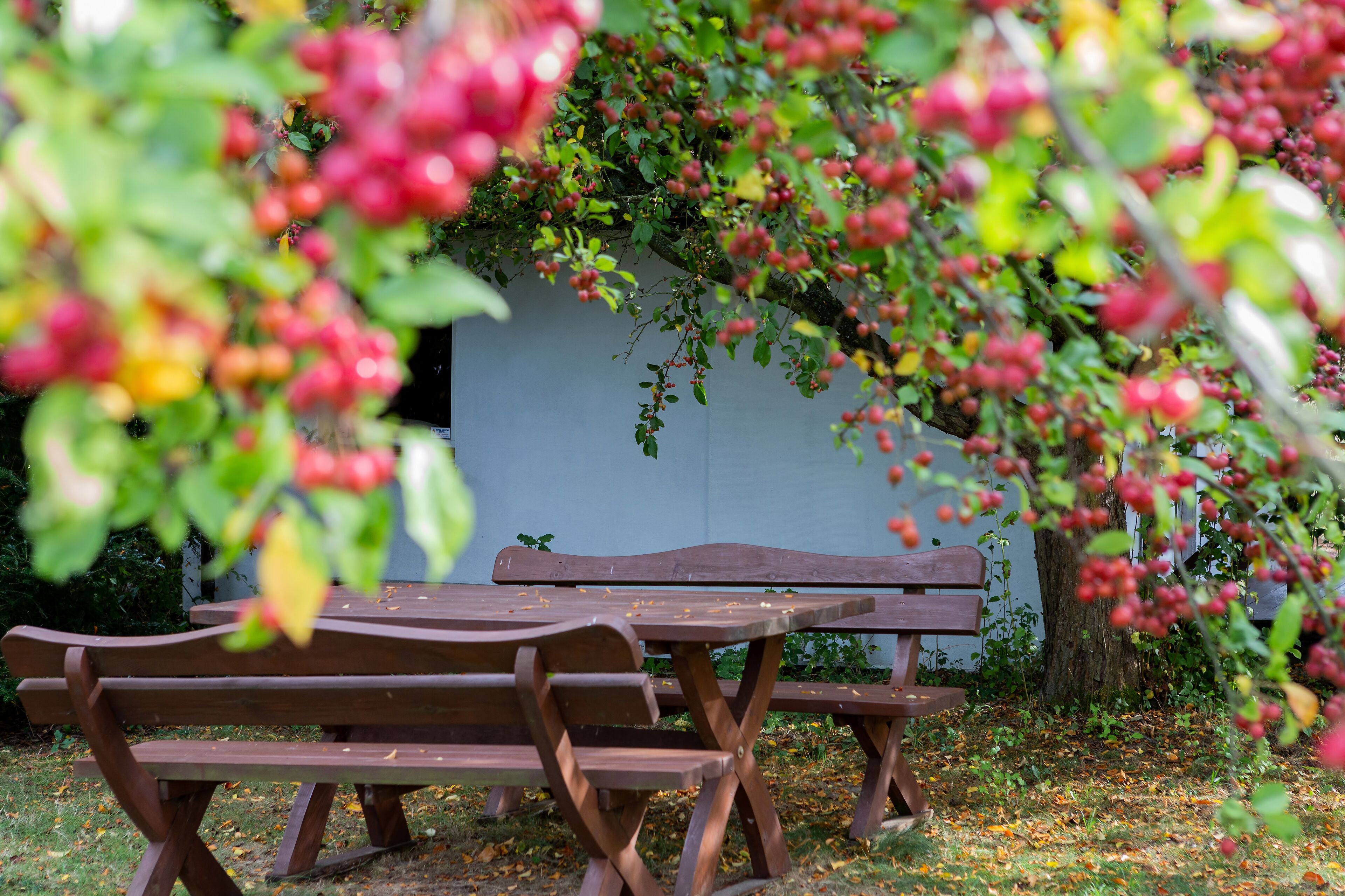 A picnic table set outdoors with a tree in the background.