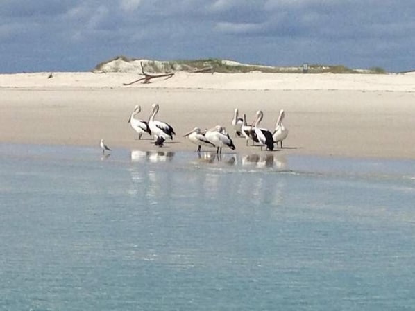 Une plage où l’on peut observer plusieurs pélicans pataugeant dans des eaux peu profondes.