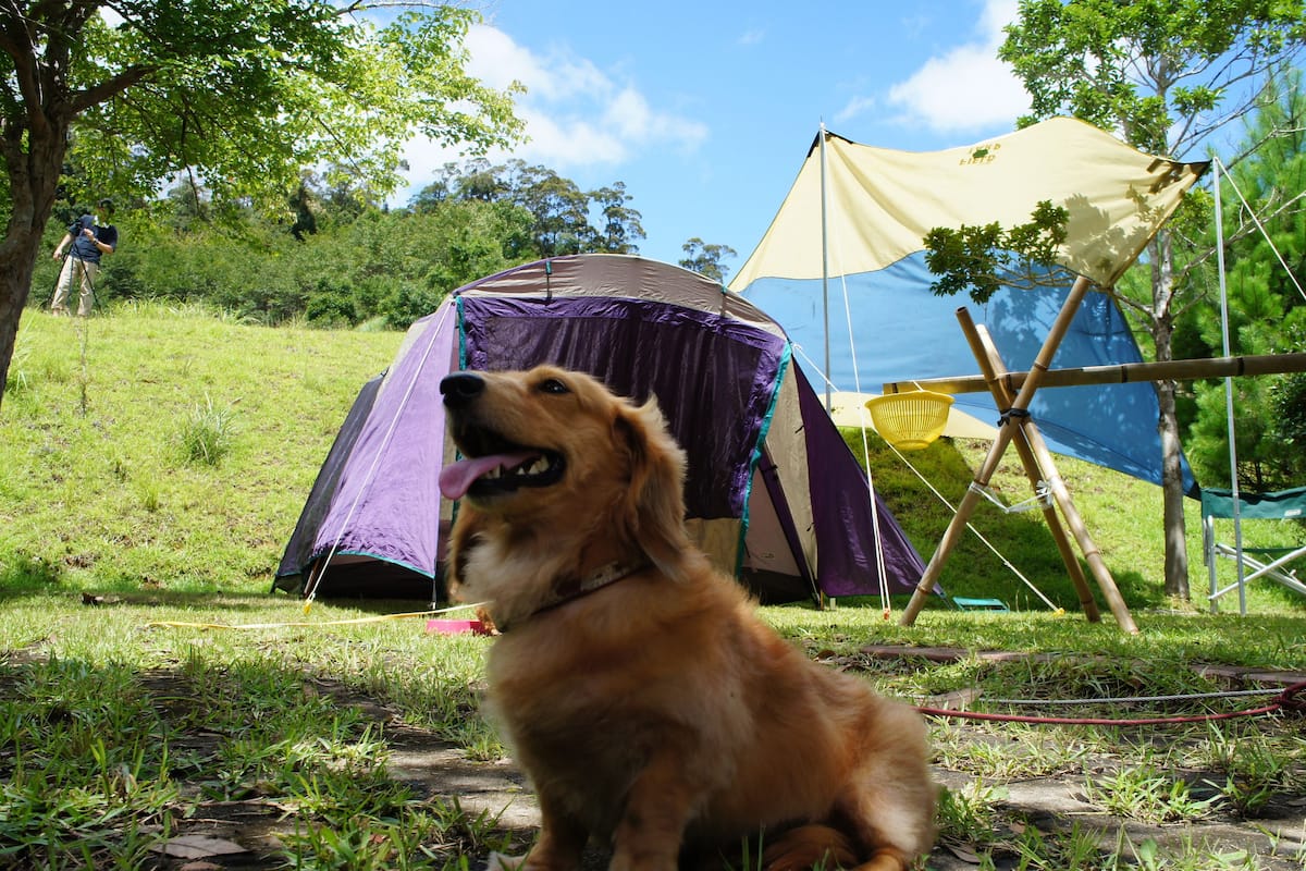 Tente (SITE ONLY with Pets, RENTAL TENT 4000)