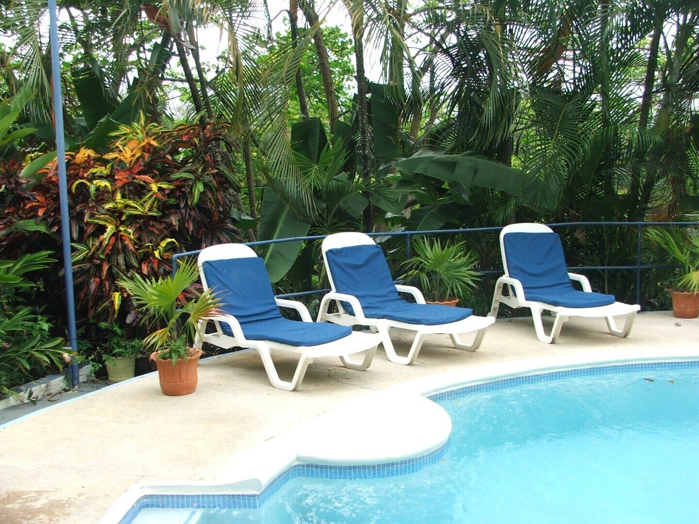 A poolside area with three white lounge chairs with blue cushions, surrounded by lush tropical plants.
