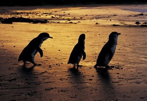 Drei Pinguine auf sandigem Untergrund.