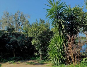 Un jardín con diversas plantas y árboles, destacando una palmera.