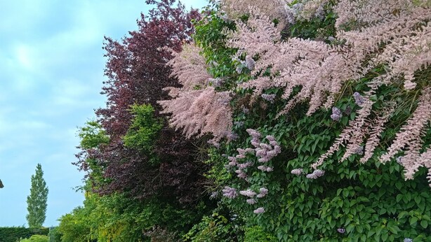A garden with various plants and a paved walkway. - STUDIO Appart gite Petite Halte,... work, vacation. (Wavrans sur l'aa)