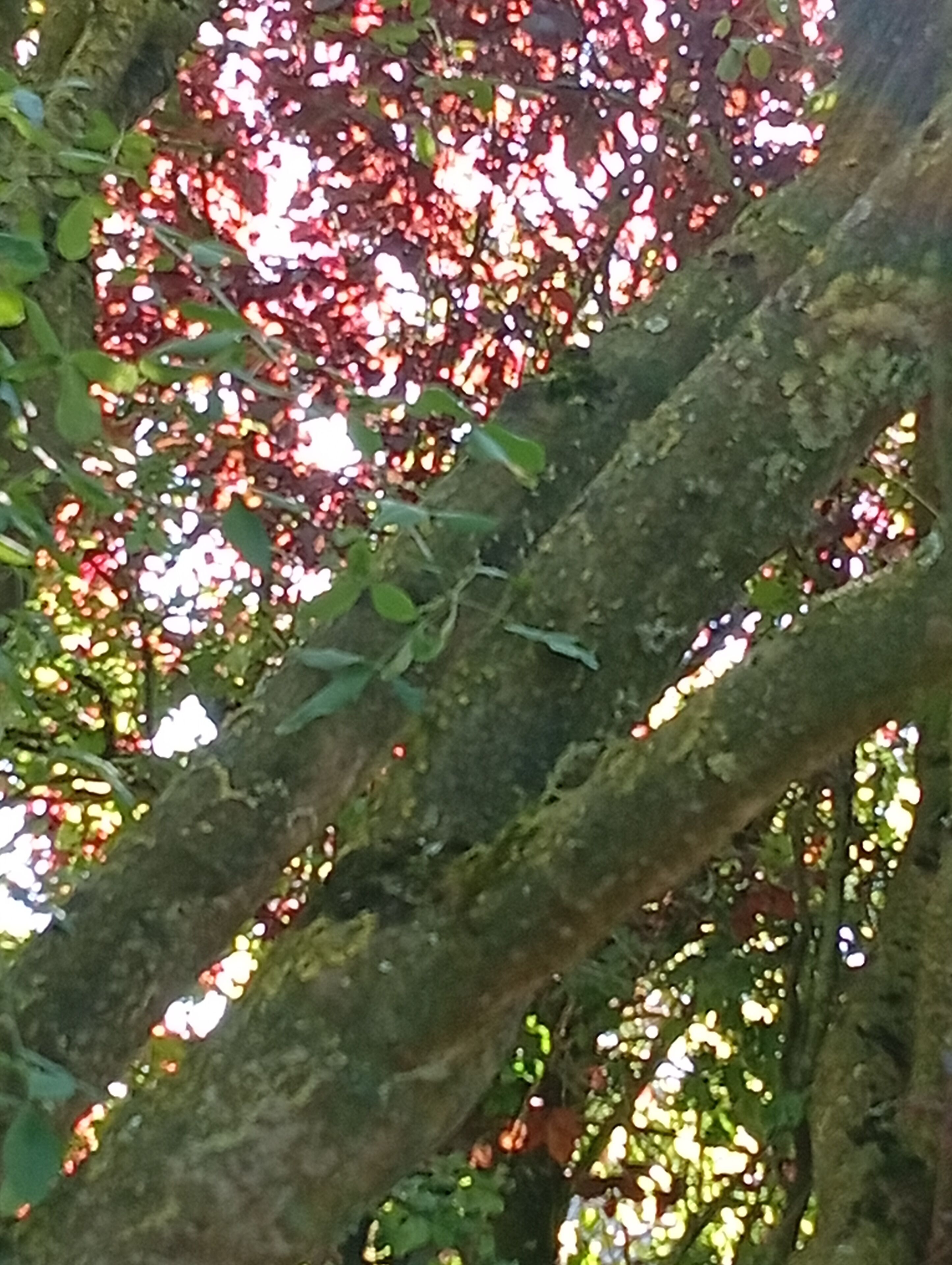 Un gros plan de branches d’arbres avec des feuilles vertes et un feuillage rouge.