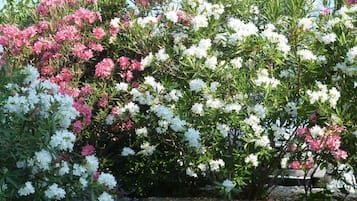 Jardí