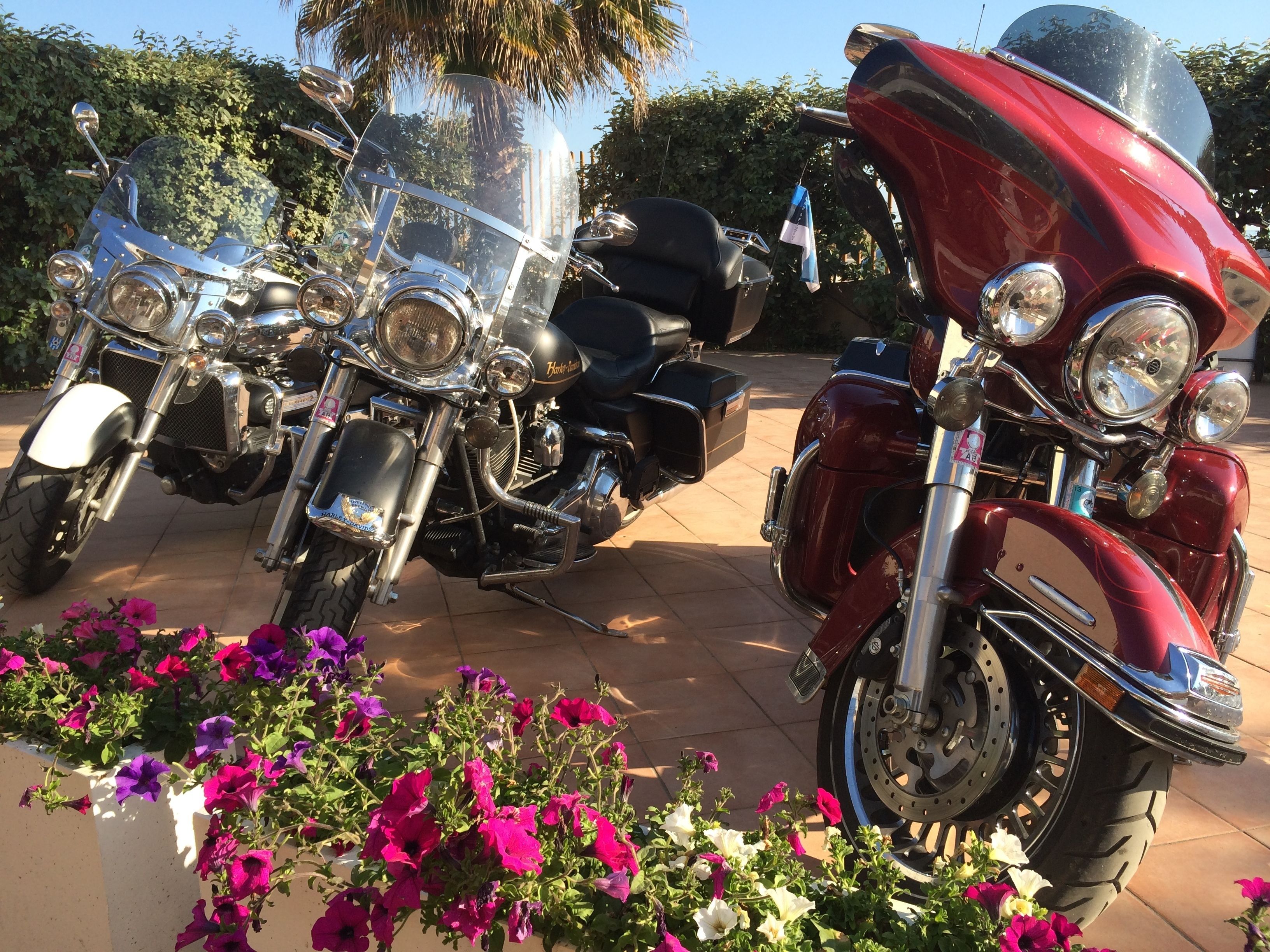 Varias motocicletas estacionadas al aire libre, con flores en primer plano.