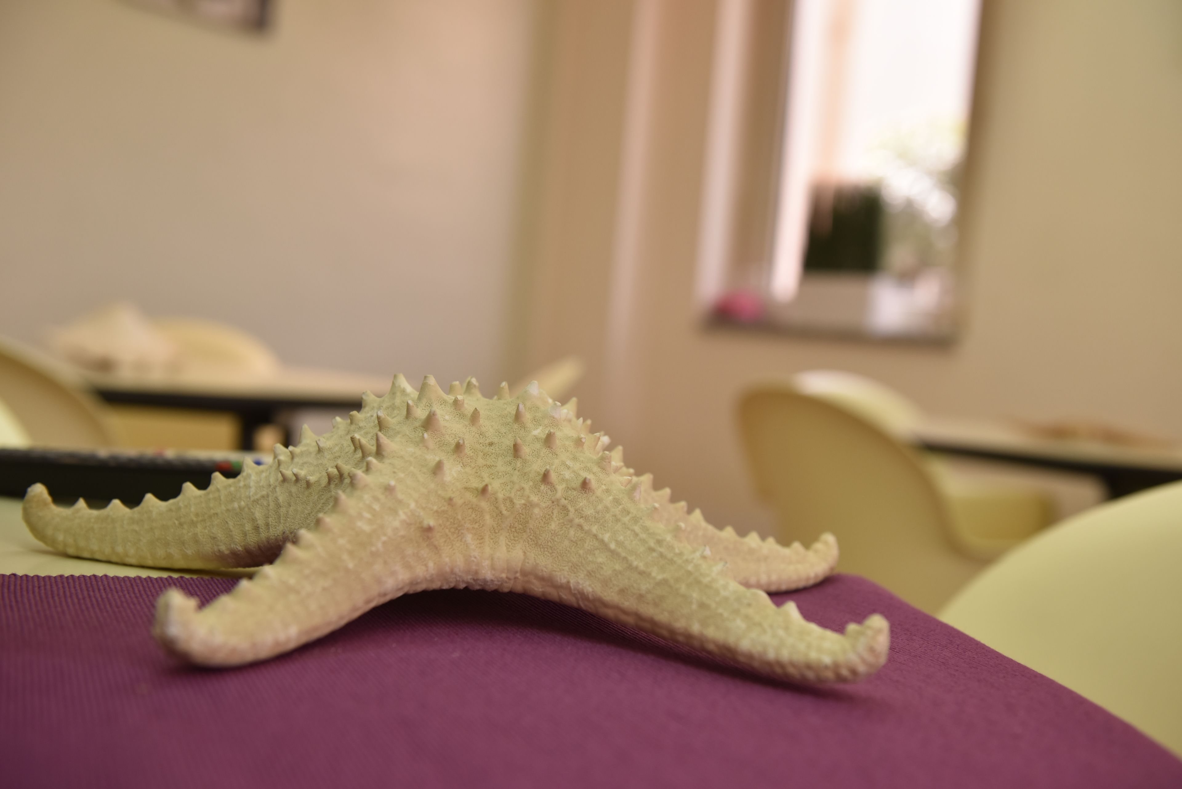 A close-up of a textured, light-colored object on a purple surface, possibly a piece of furniture or decor, in an indoor setting with a blurred background.