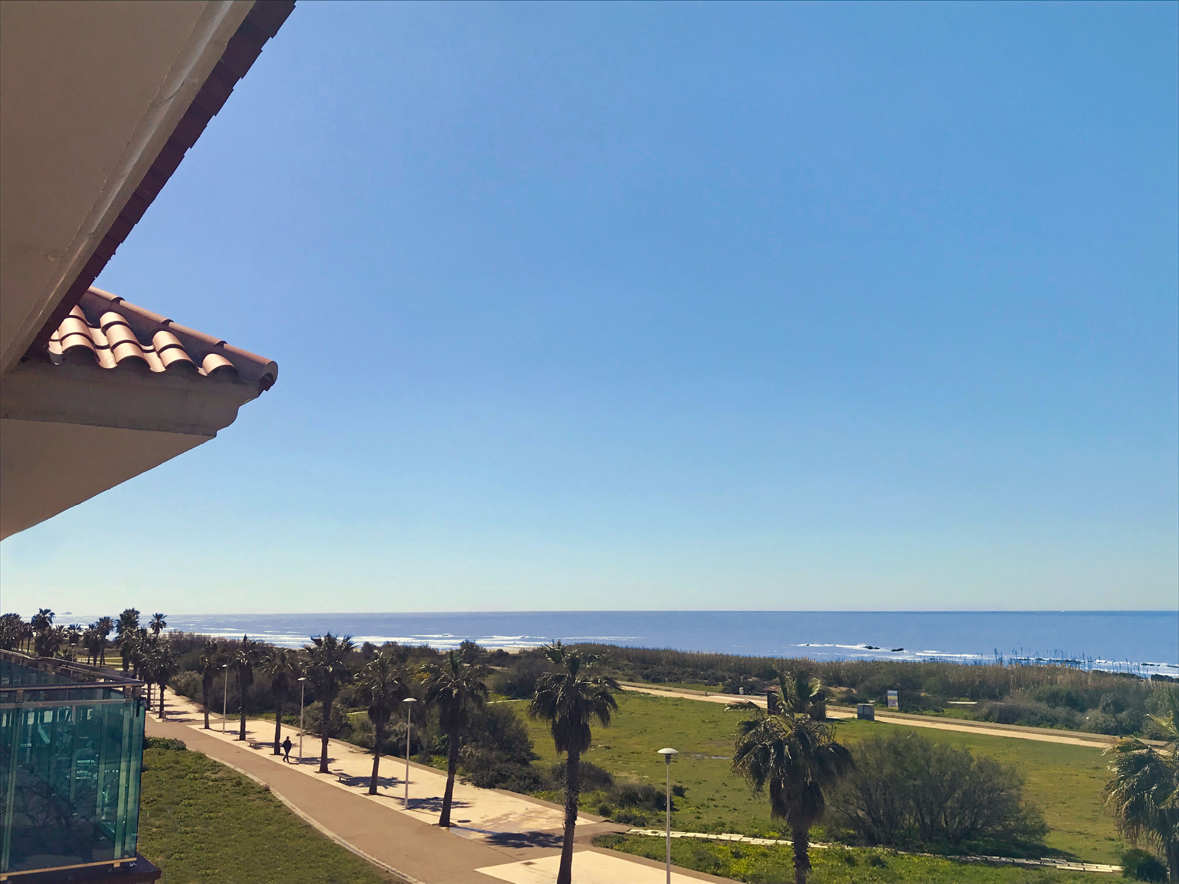 A coastal view with a clear sky, palm trees, a pathway, and a beach in the distance.