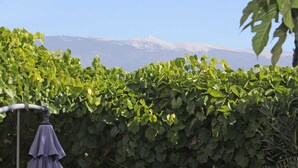 Un vignoble avec des rangées de vignes et une chaîne de montagnes en arrière-plan.