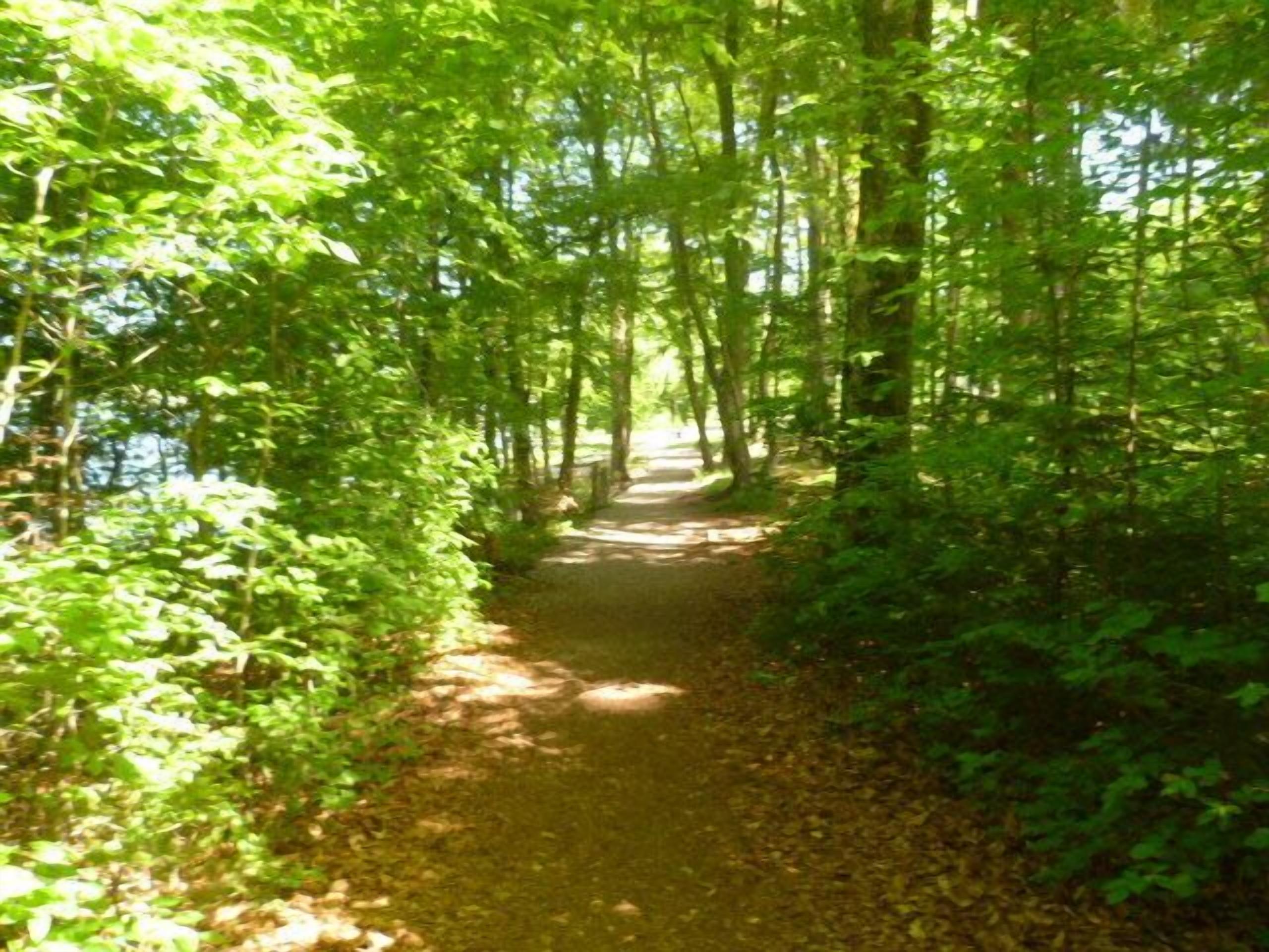A forest path surrounded by dense green foliage.