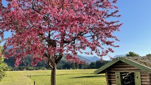 A cherry blossom tree in full bloom, a wooden birdhouse, and a grassy field with a mountain backdrop. - Zwei-Raum-Ferienwohnung (1) "Parterre" 28qm, Dusche/WC, Extra-Schlafraum, Küche (Reit im Winkl)
