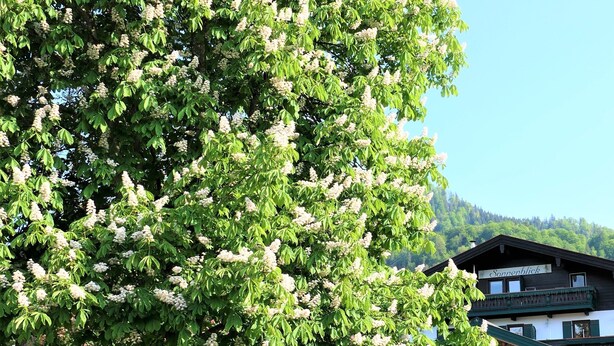 Ein großer Baum mit weißen Blüten vor einem Gebäude, dessen Schild "Sommerblick" zeigt.