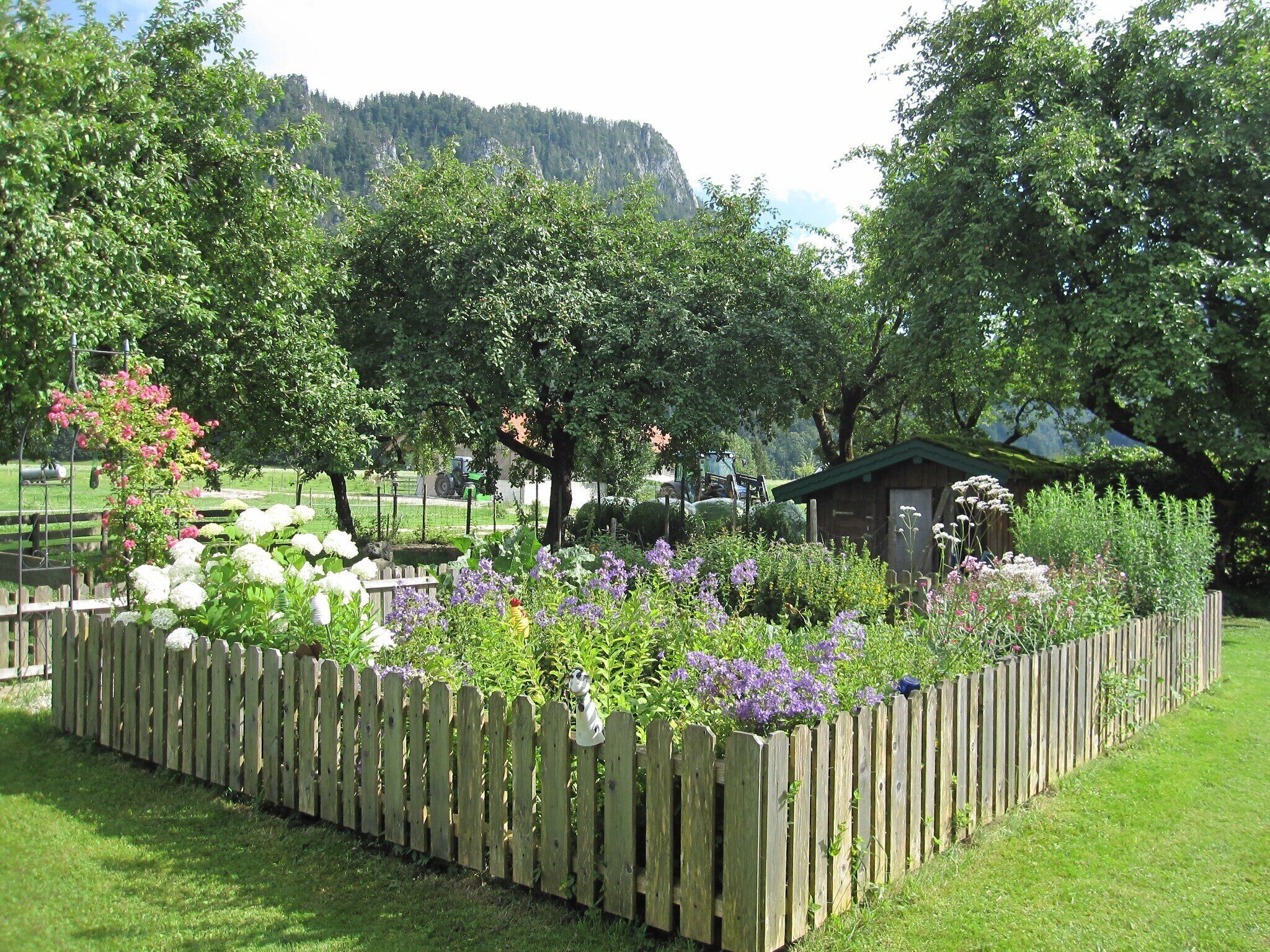 A garden with a wooden fence, various plants, and a small shed.