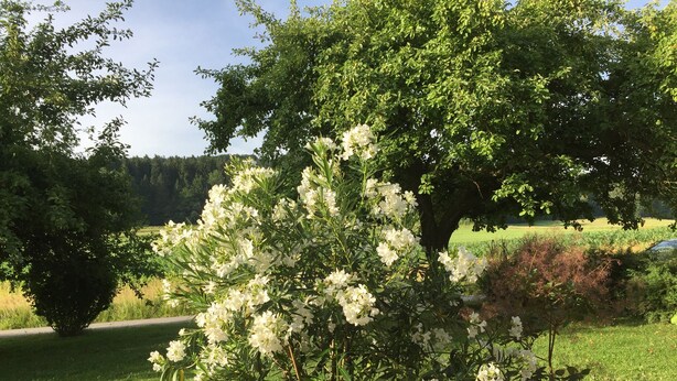 Una panchina e una pianta in vaso con fiori bianchi in un parco.