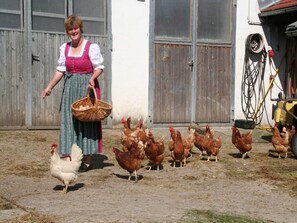 Una persona camina con un cesto de huevos y gallinas en un patio con un edificio al fondo.