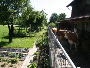 Une grange où se trouvent des vaches, près de l’entrée.