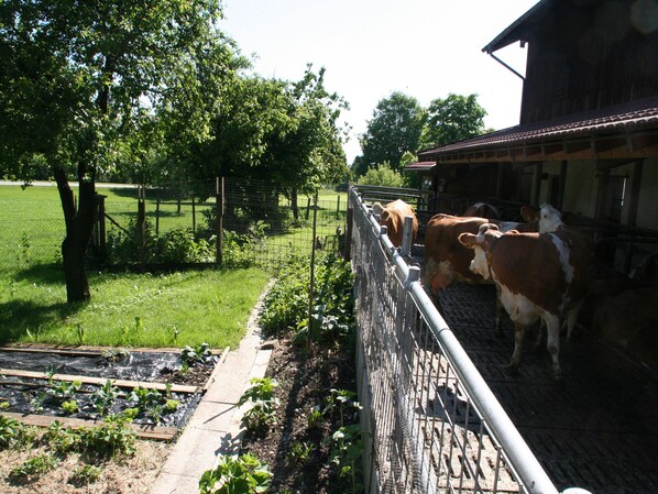 A barn with cows standing near the entrance. - Ferienwohnung Löwenzahn, 40 qm Obergeschoss, 1 separates Schlafzimmer (Bad Endorf)