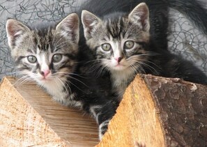 Miscellaneous - Vacation apartment Tüttensee for 1 - 2 persons, with balcony (Grabenstätt)