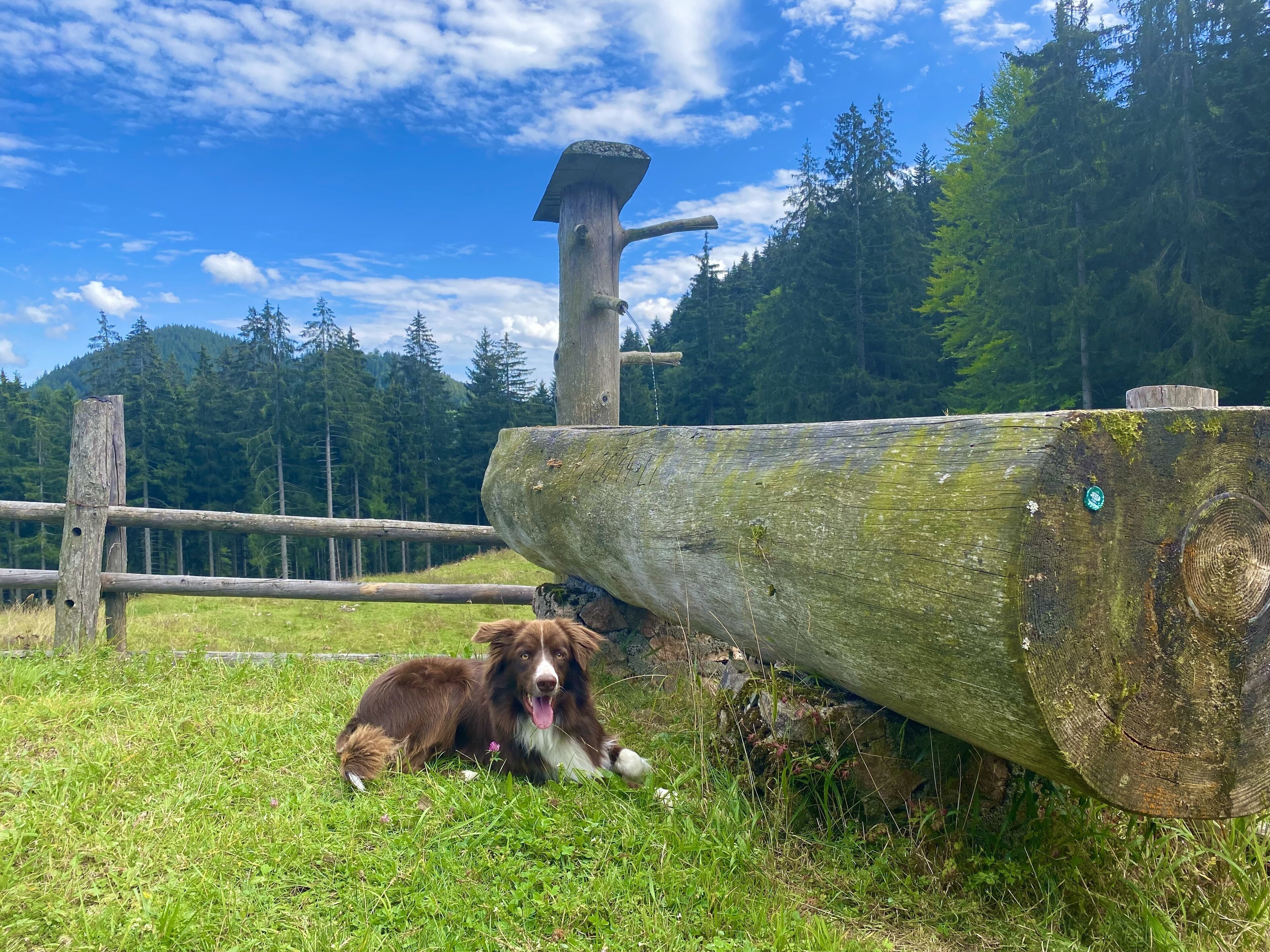 A dog lying on grass near a wooden fence and a large log.