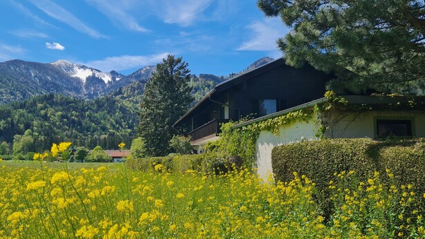 Paisatge de muntanya amb una casa envoltada d'un camp de flors grogues.