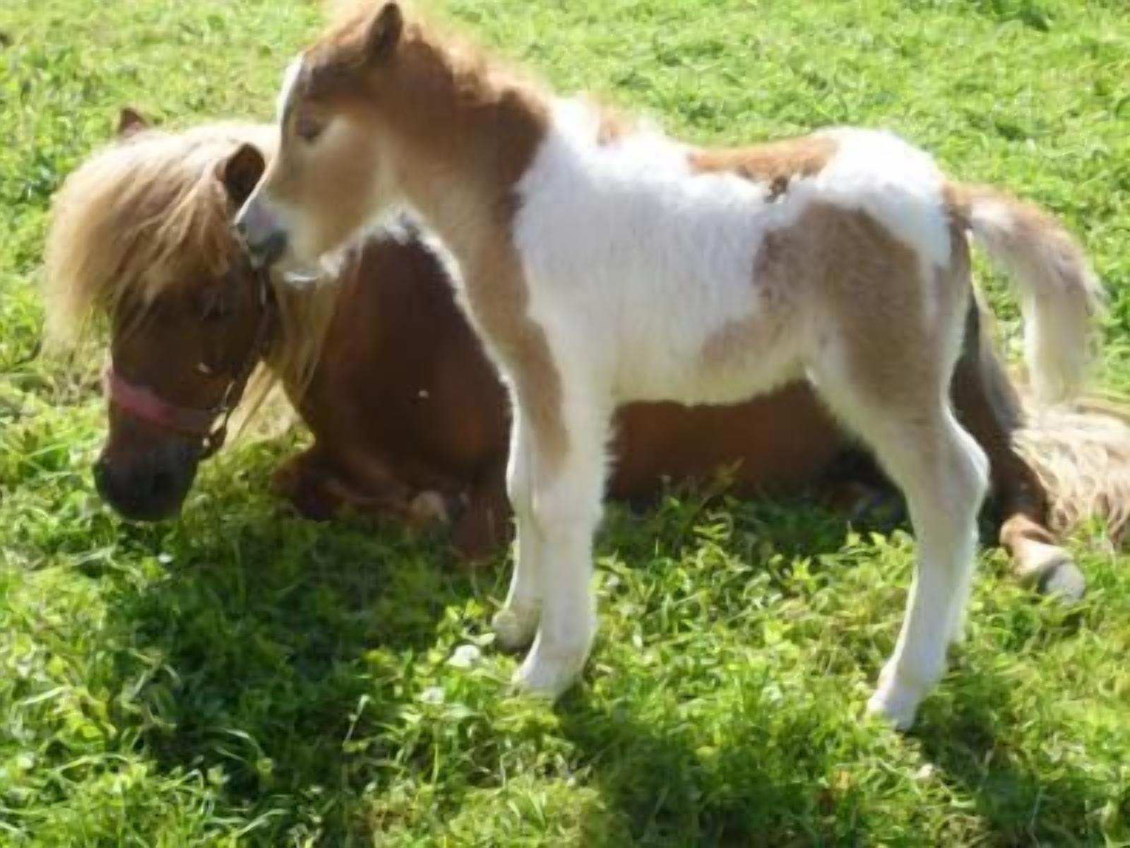 En pony med brun og hvid pels ligger på græs.