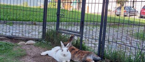 Enceinte de l’hébergement