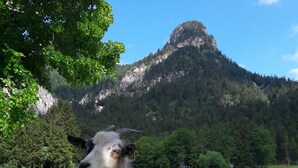 A goat standing on a rock in a grassy field with a mountain in the background.
